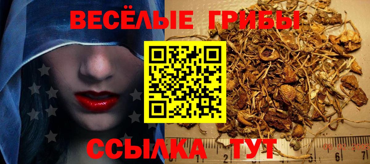 Псилоцибиновые грибы Cubensis  Вход с VPN  Сергиев Посад 